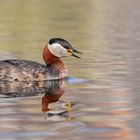 Podiceps grisegena  -  Rothalstaucher 