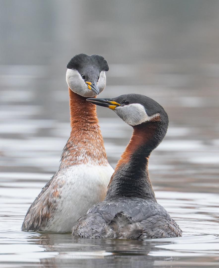 Podiceps grisegena - Rothalstaucher - das Paar