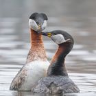 Podiceps grisegena - Rothalstaucher - das Paar