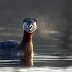 Podiceps grisegena  -  Rothalstaucher - der  Atem 