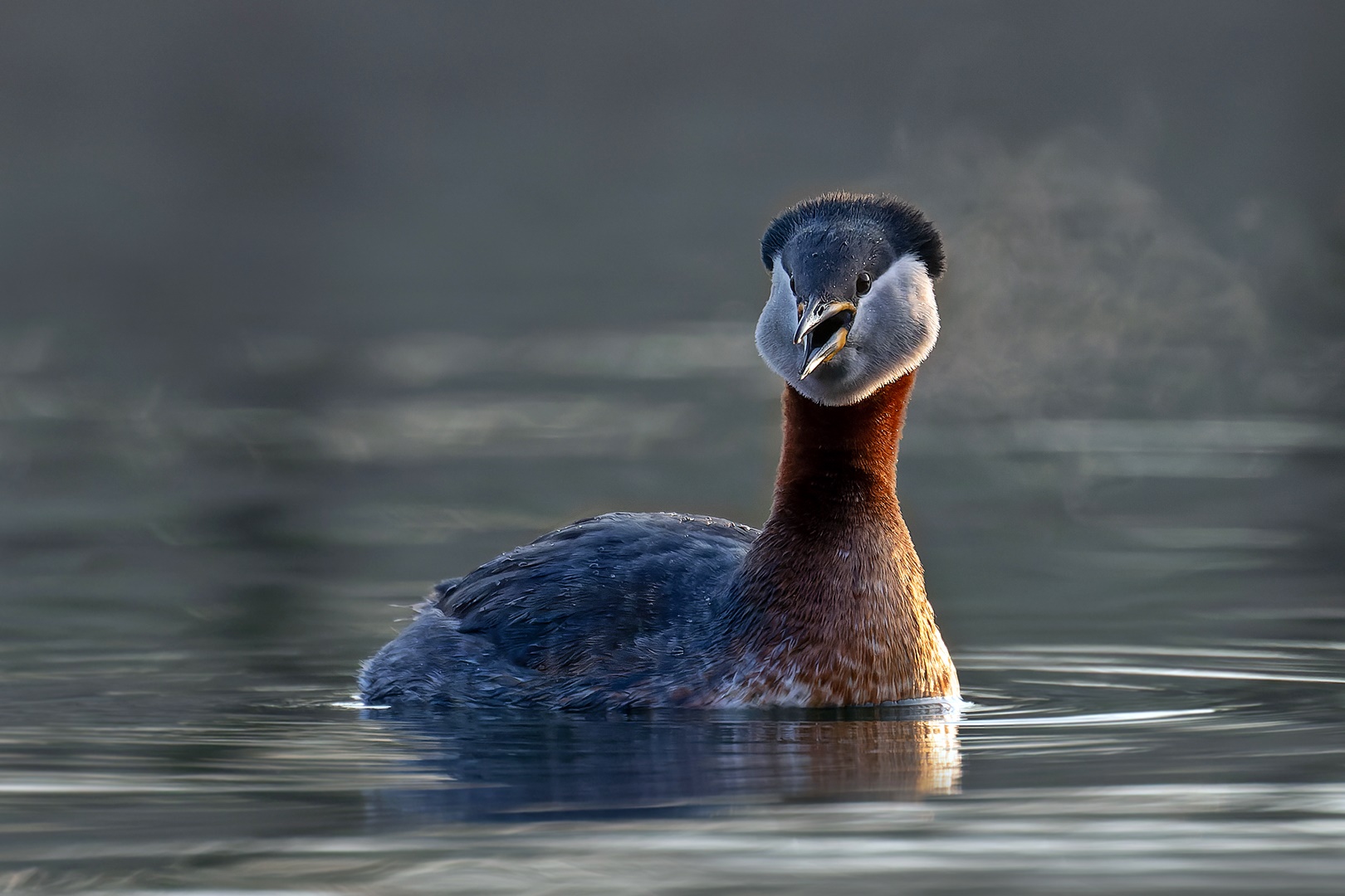 Podiceps grisegena  -  Rothalstaucher -  der Atem im Winter 