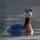 Podiceps grisegena  -  Rothalstaucher -  der Atem im Winter 