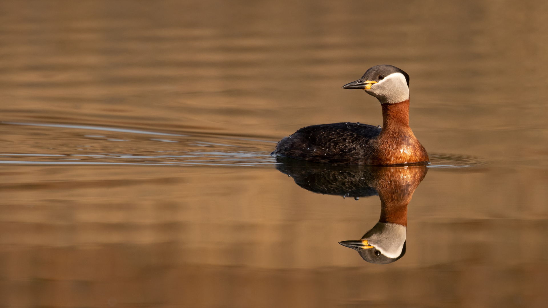 Podiceps grisegena - Rothalstaucher mit Spiegelung