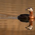 Podiceps grisegena - Rothalstaucher mit Spiegelung