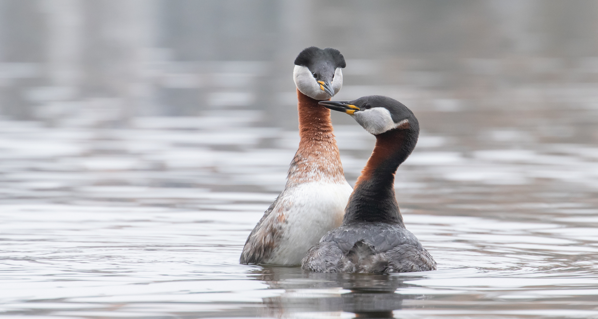 Podiceps grisegena  -  Rothalstaucher - Paar 