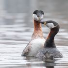 Podiceps grisegena  -  Rothalstaucher - Paar 