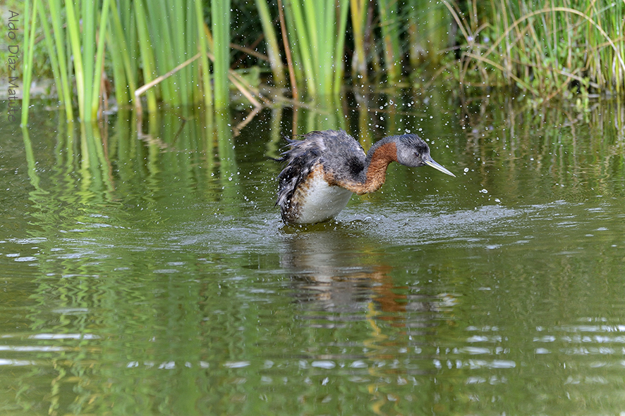 Podiceps major