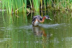 Podiceps major