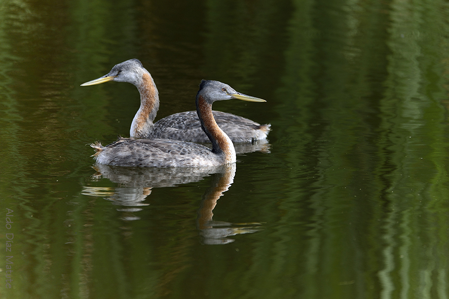 Podiceps major