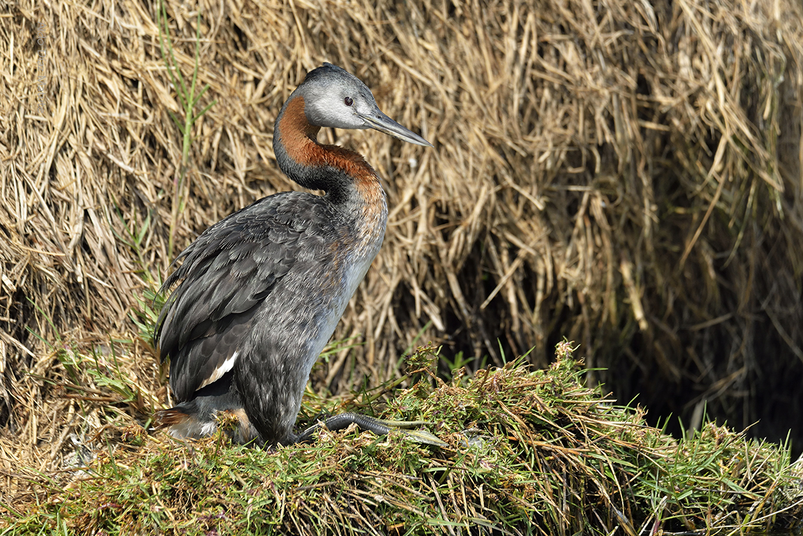 Podiceps major