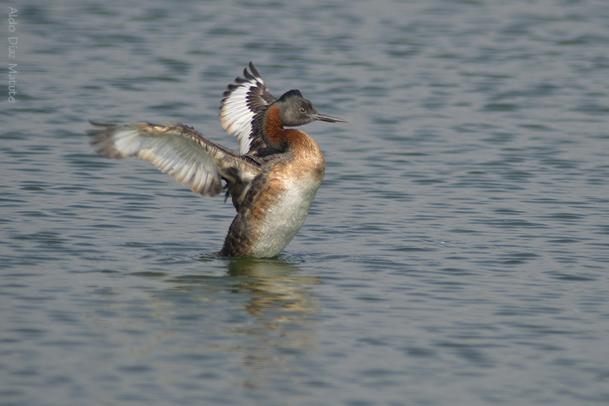 Podiceps Major