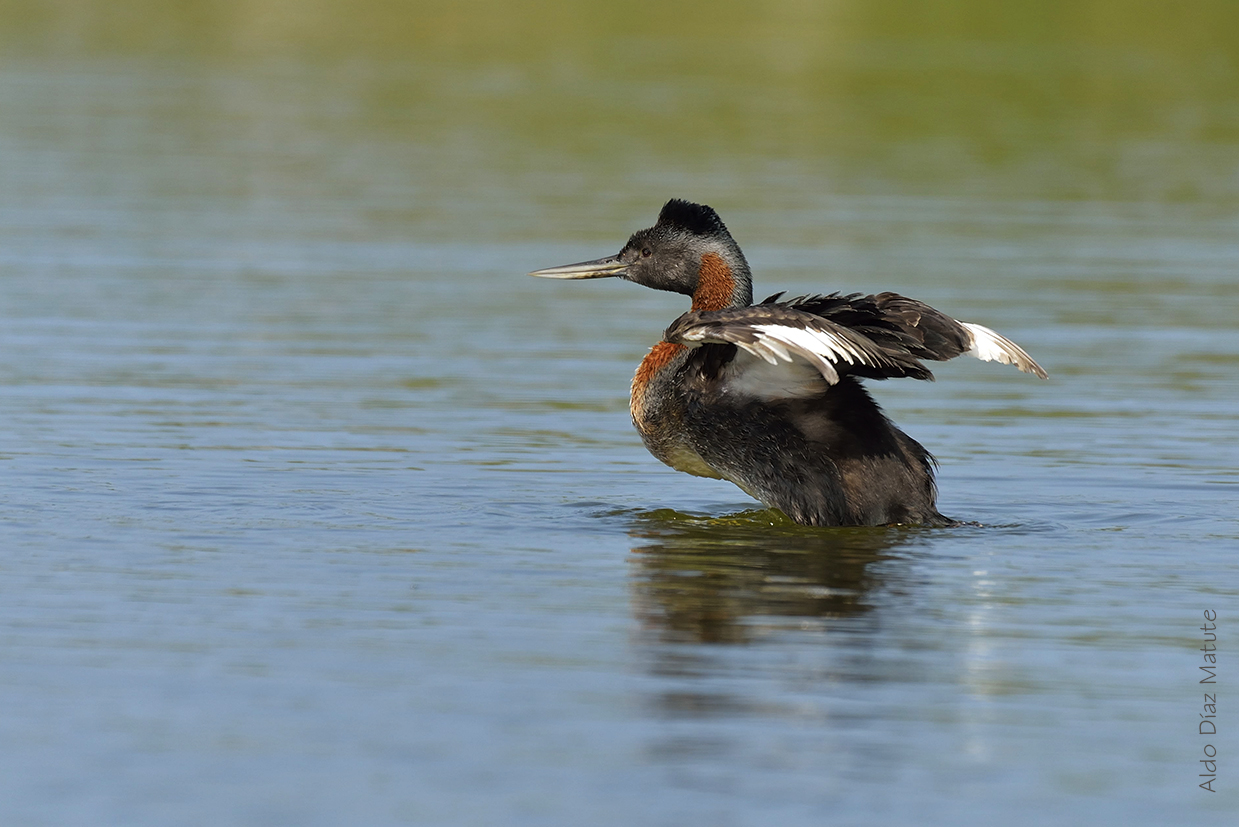 Podiceps major