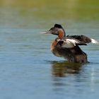 Podiceps major