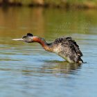 Podiceps major