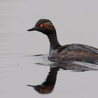 Podiceps nigricollis...