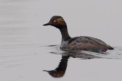 Podiceps nigricollis...