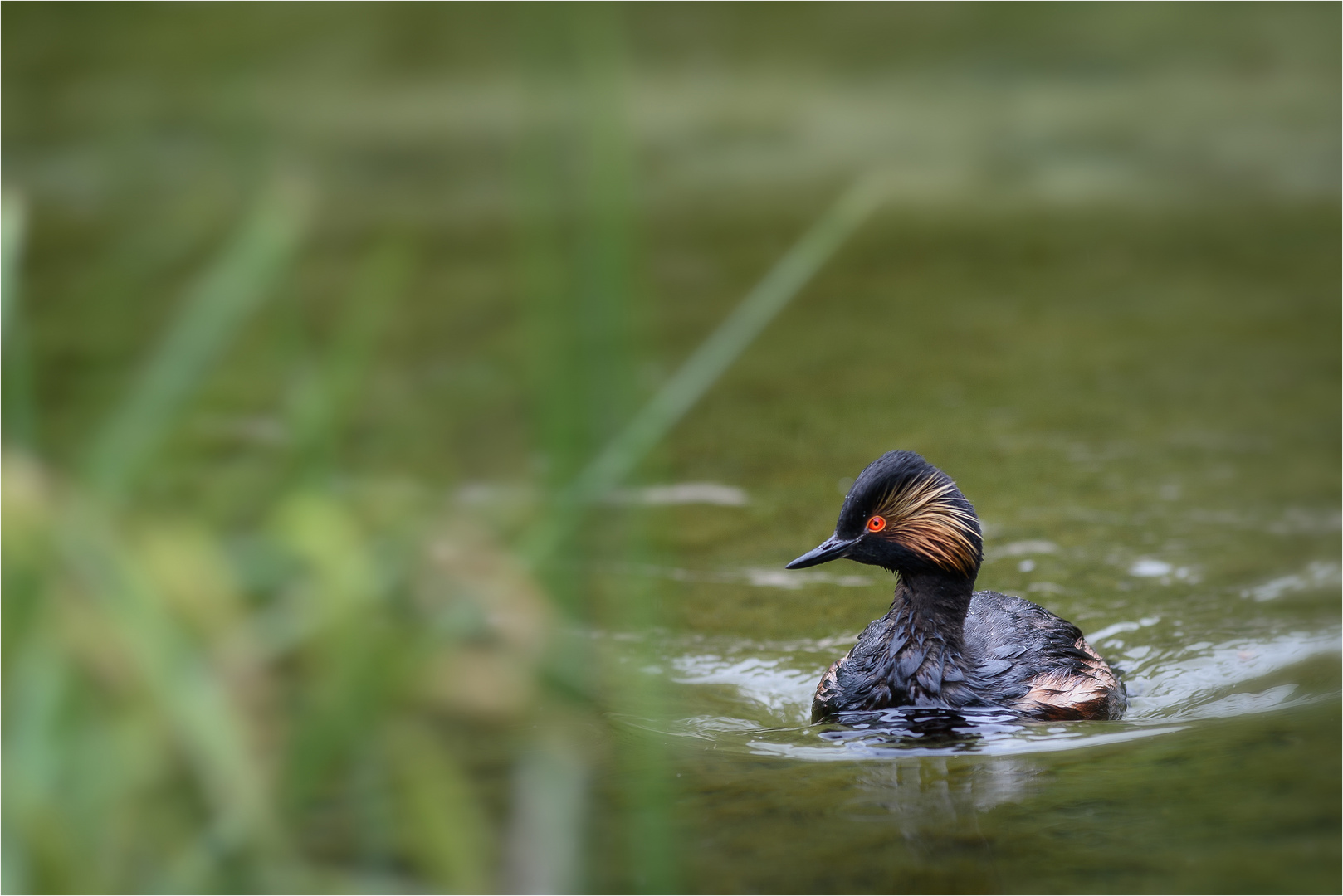 [Podiceps nigricollis]