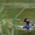 [Podiceps nigricollis]