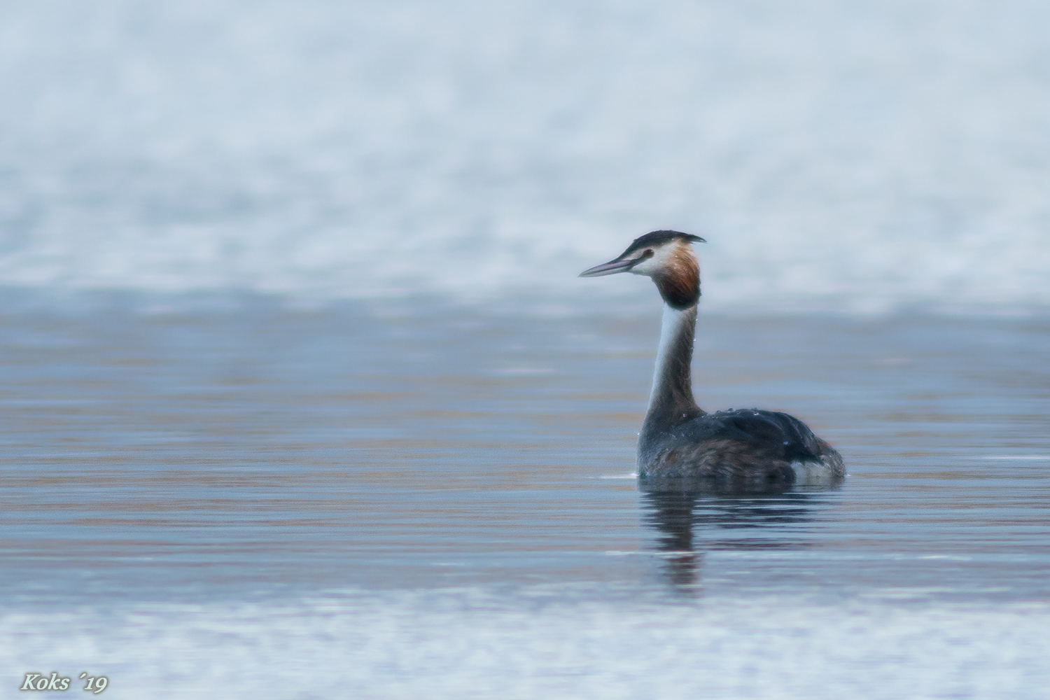 Podiceps - Vogel