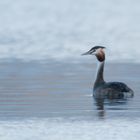 Podiceps - Vogel