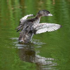 Podilymbus podiceps