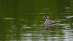 Podilymbus Podiceps