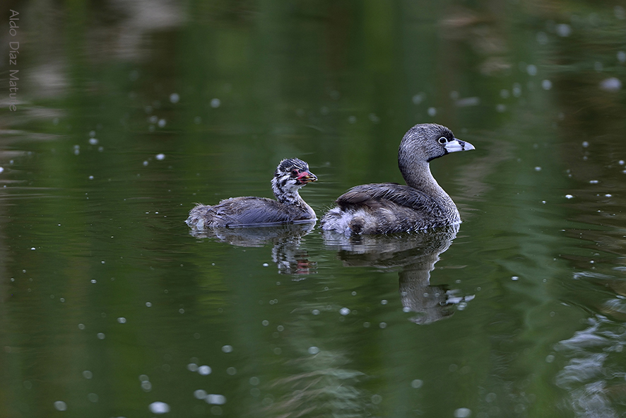 Podilymbus Podiceps