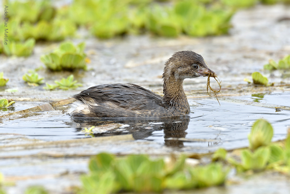 Podilymbus podiceps juvenil