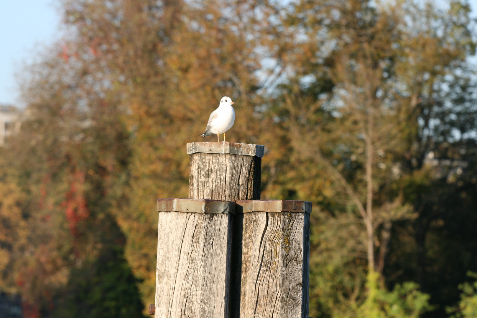 Podium