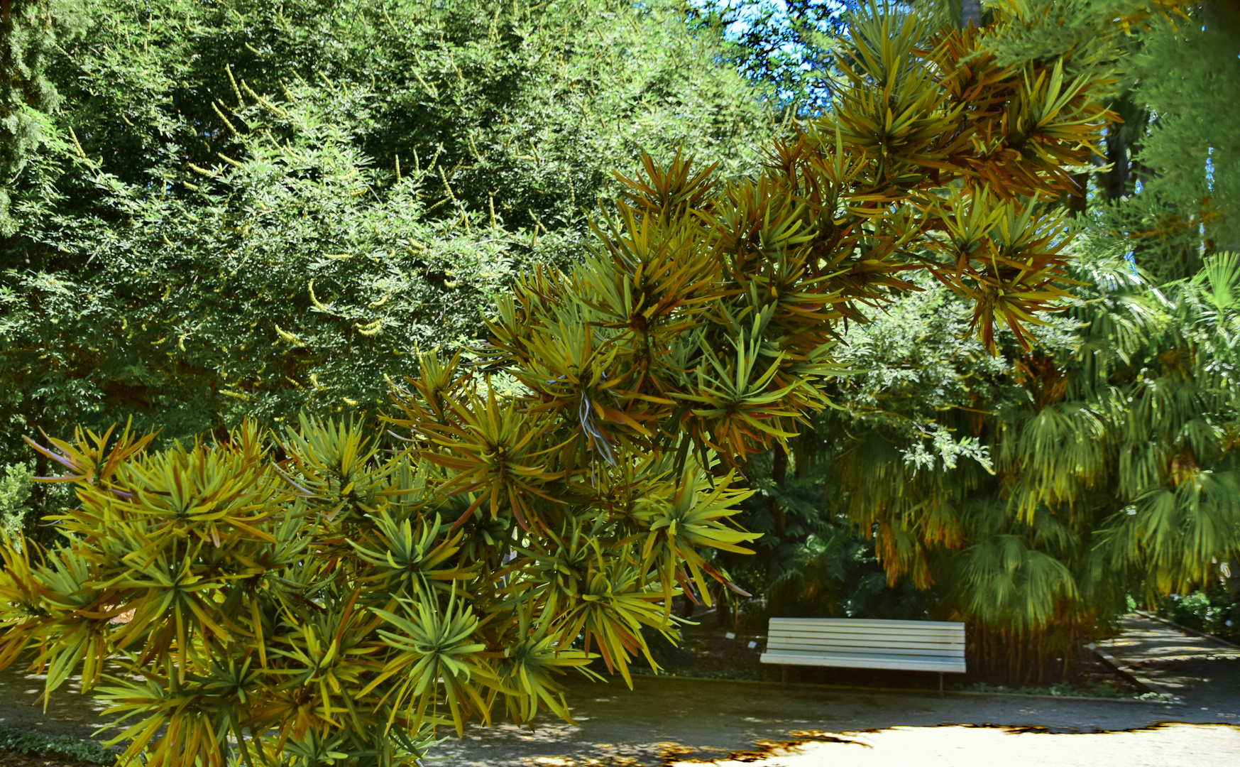 Podocarpus acutifolius (Totara Palme)