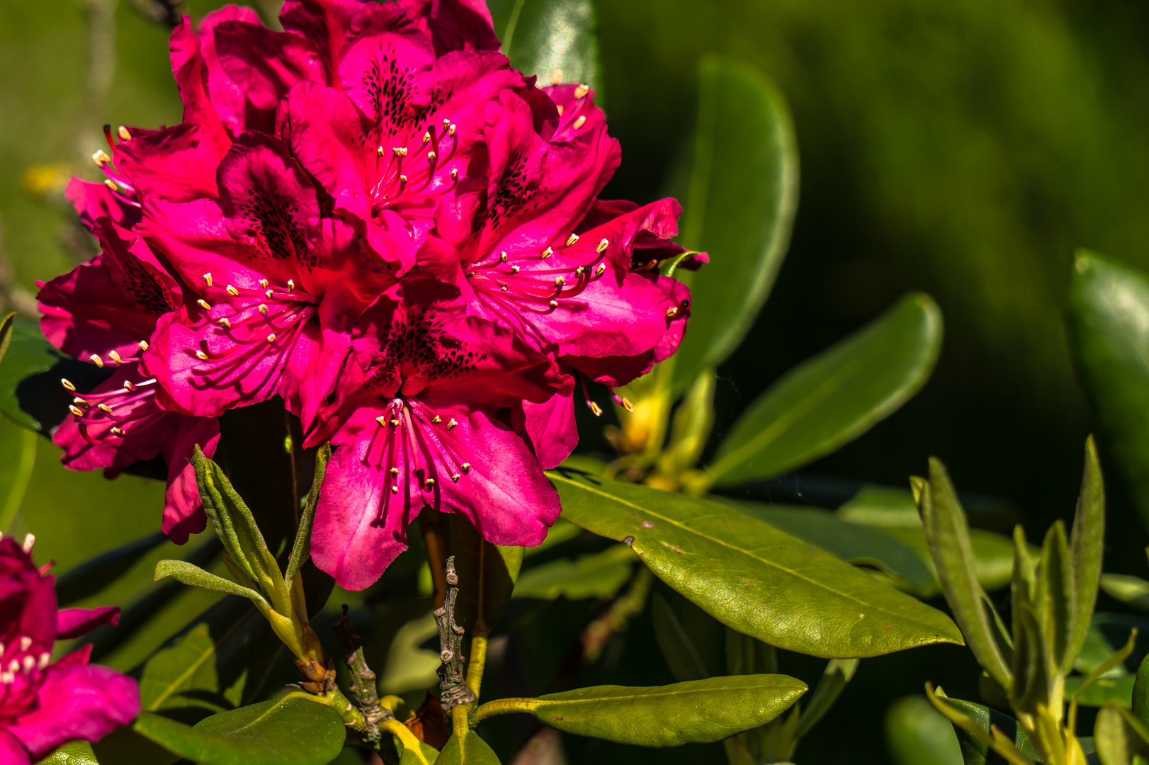 Pododenron Blüte