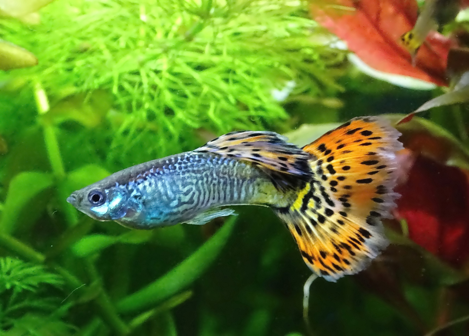 Poecilia reticulata Foto & Bild tiere, haustiere, natur Bilder auf