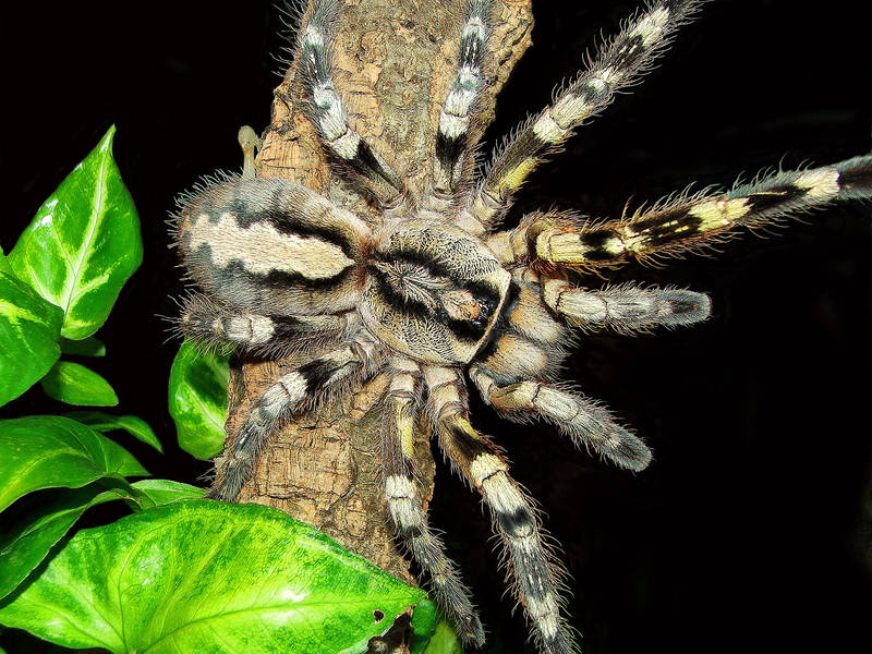 POECILOTHERIA