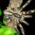 POECILOTHERIA