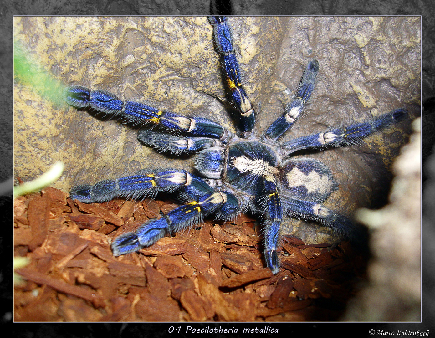 Poecilotheria metallica