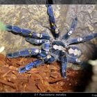 Poecilotheria metallica