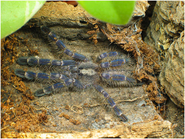 Poecilotheria metallica