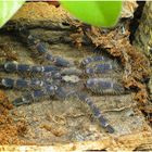 Poecilotheria metallica