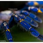 Poecilotheria metallica