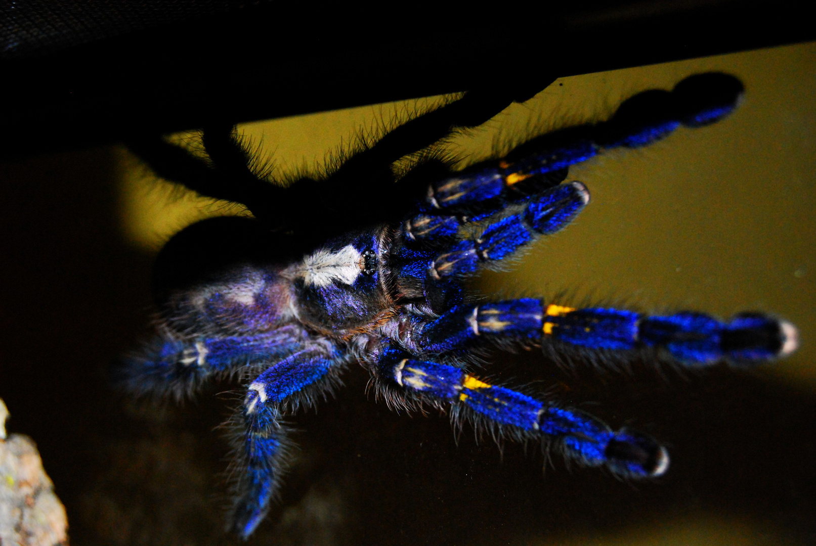 Poecilotheria metallica