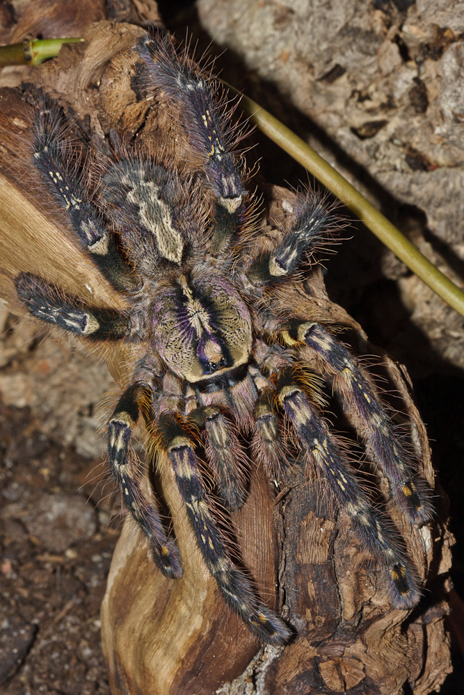 Poecilotheria ornata