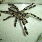 Poecilotheria regalis