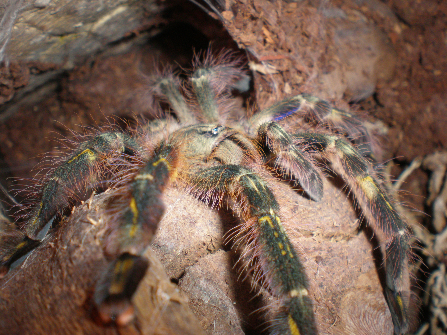 Poecilotheria rufilata