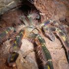 Poecilotheria rufilata