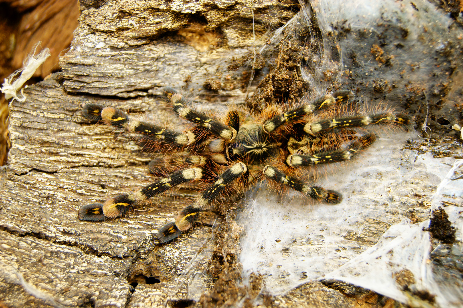 Poecilotheria subfusca