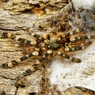 Poecilotheria subfusca