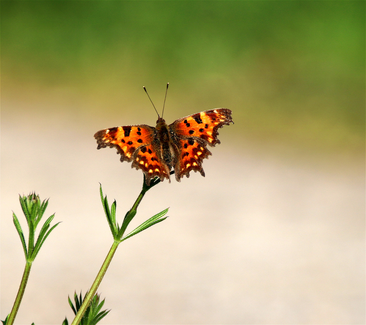 °° Poesie der Erde  °°