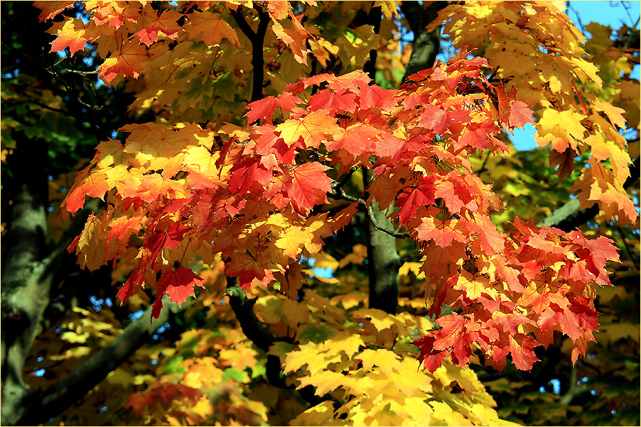 Poesie der Herbstfarben