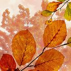 Poesie im Herbst