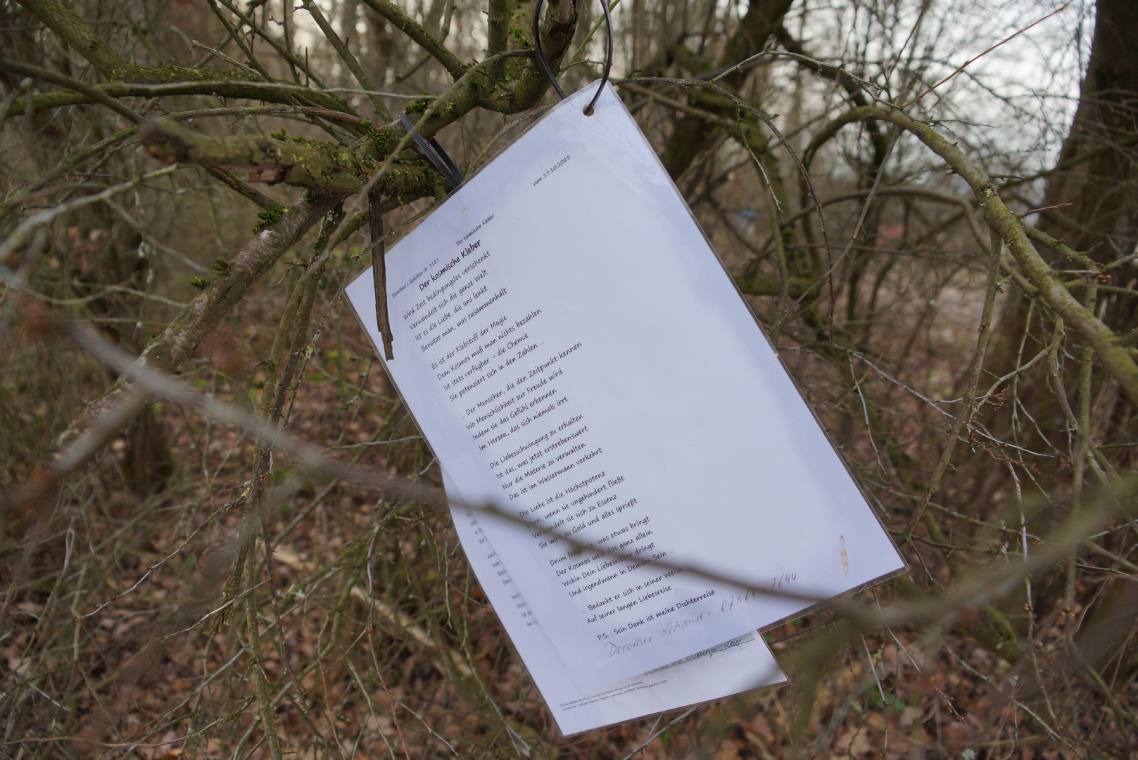 Poesie im Wald